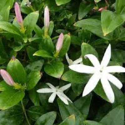 JASMINUM multipartium