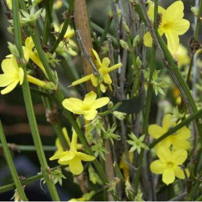 JASMINUM nudiflorum