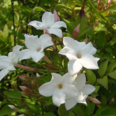 JASMINUM officinalis