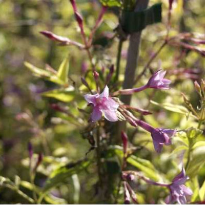 JASMINUM stephanense