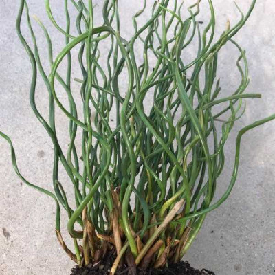 JUNCUS effusus Spiralis