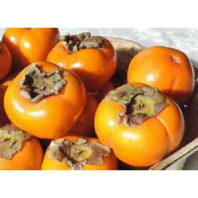 KAKI DIOSPYROS  Sharon