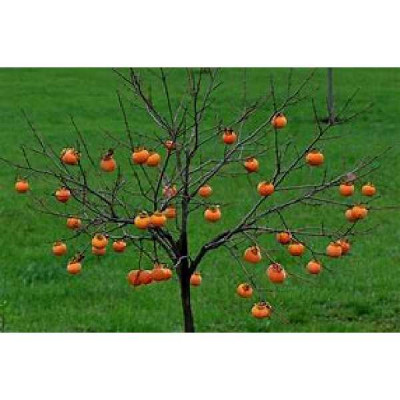KAKI DIOSPYROS