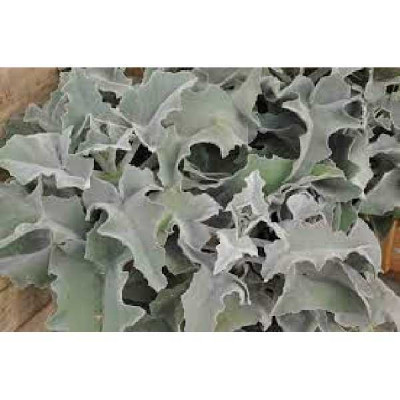 KALANCHOE  beharensis Drake care