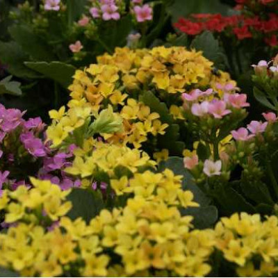KALANCHOE