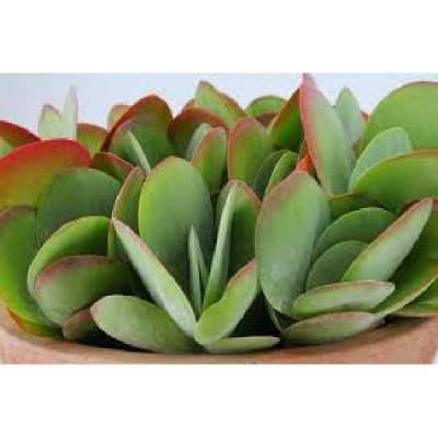 KALANCHOE  Thyrsiflora