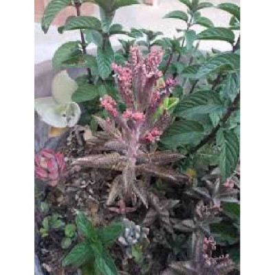 KALANCHOE  Varies