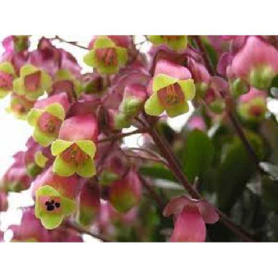 KALANCHOE  Dream bells