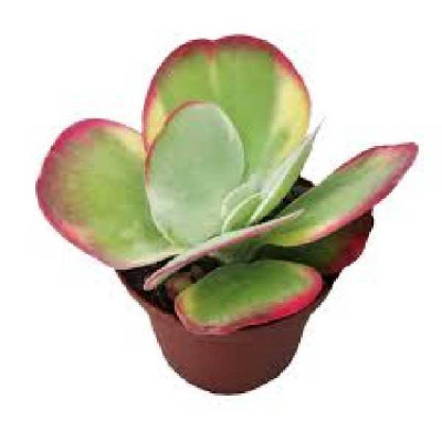 KALANCHOE  Thyrsiflora variegata