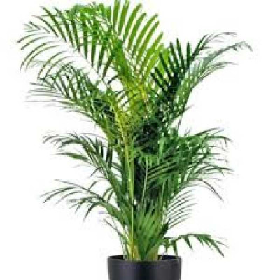 KENTIA HOWEA forsteriana