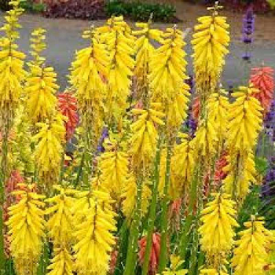 KNIPHOFIA  Lemon popsicle®
