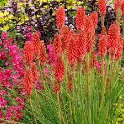 KNIPHOFIA  Redhot popsicle®