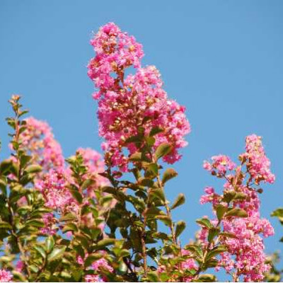 LAGERSTROEMIA indica Rose