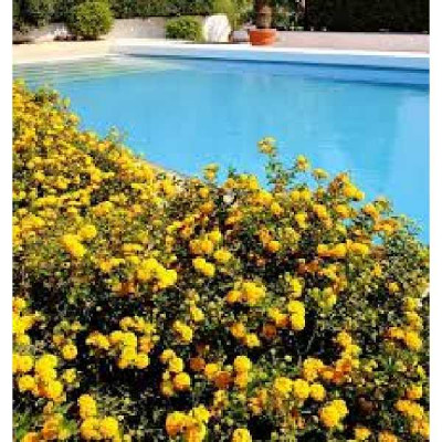 LANTANA montevidensis Jaune