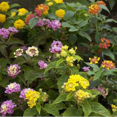 LANTANA