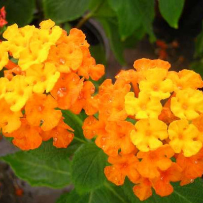 LANTANA camara