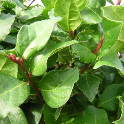 LAURUS nobilis