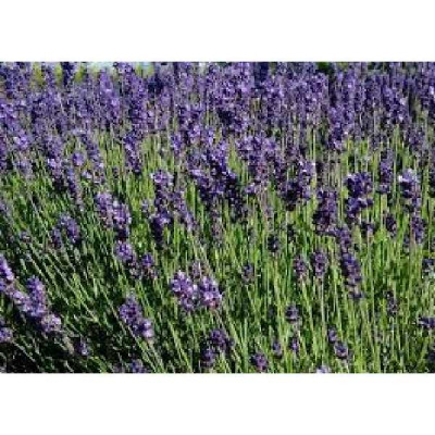 LAVANDULA angustifolia