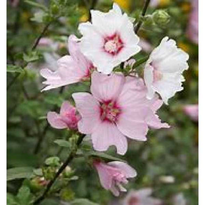 LAVATERA barnsley