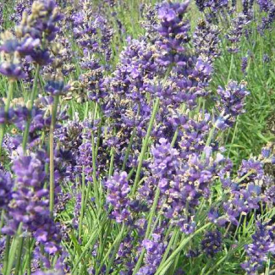 LAVANDULA angustifolia Hidcote blue