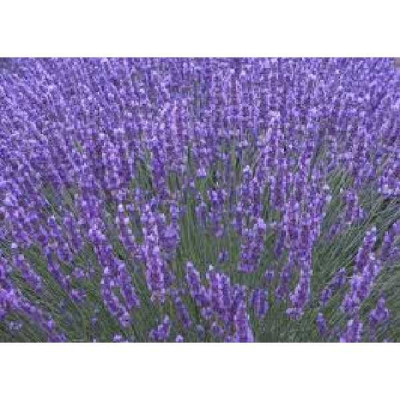 LAVANDULA angustifolia Munstead