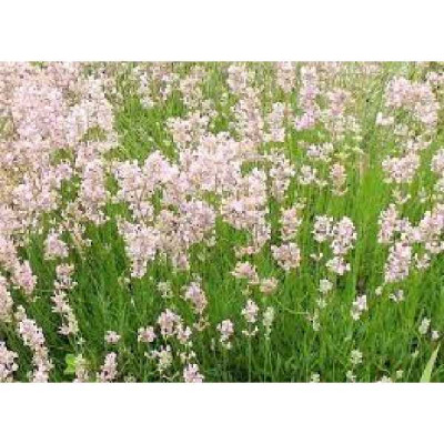 LAVANDULA angustifolia Rosea