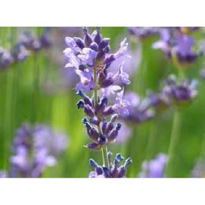 LAVANDULA angustifolia Vera