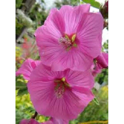 LAVATERA bredons spring