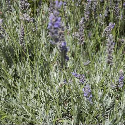 LAVANDULA intermedia Dutch lavender