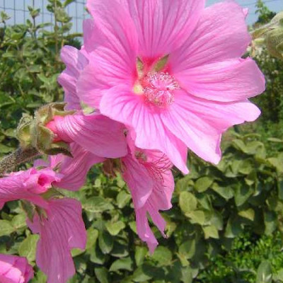 LAVATERA olbia Rosea