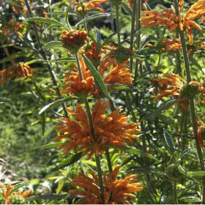 LEONOTIS leonorus