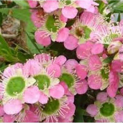 LEPTOSPERMUM karo Pearl star rose