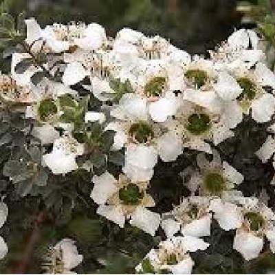 LEPTOSPERMUM karo Silver ice