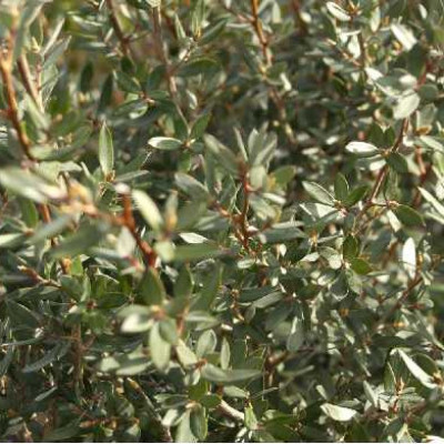 LEPTOSPERMUM lanigerum Silver sheen