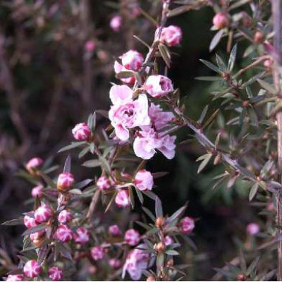 LEPTOSPERMUM scoparium Apple blosom