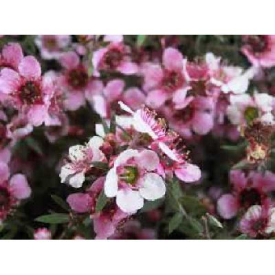 LEPTOSPERMUM scoparium Martini