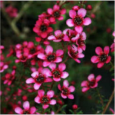 LEPTOSPERMUM scoparium Nana kiwi red