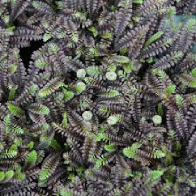 LEPTINELLA squalida Platt's black