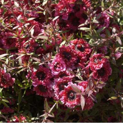 LEPTOSPERMUM scoparium Wiri kerry