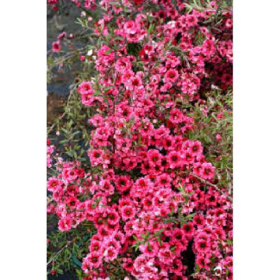 LEPTOSPERMUM scoparium Crimson glory