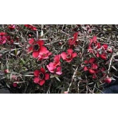 LEPTOSPERMUM scoparium Red falls