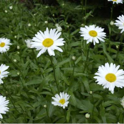 LEUCANTHEMUM maximum
