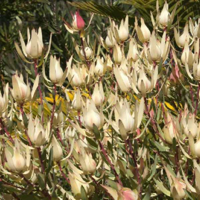 LEUCADENDRON  salignum Cream delight