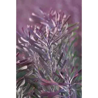 LEUCADENDRON galpinii Purple haze