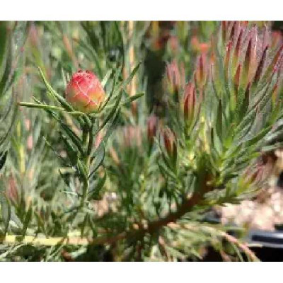 LEUCADENDRON  lanigerum Jubilee crown