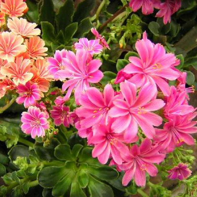 LEWISIA  Cotyledon