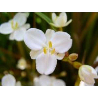 LIBERTIA peregrinans