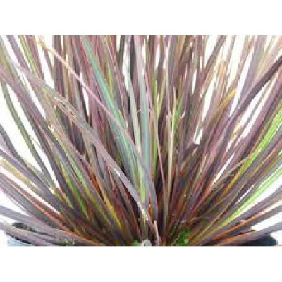 LIBERTIA ixiodes Taupo sunset®