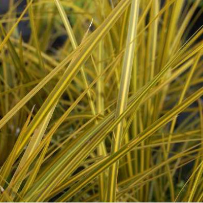 LIBERTIA ixiodies Goldfinger®