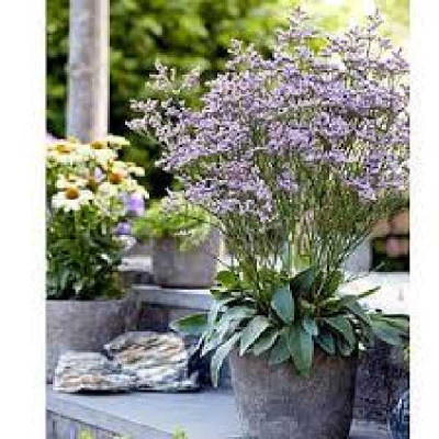 LIMONIUM  gmelinii Dazzle rocks